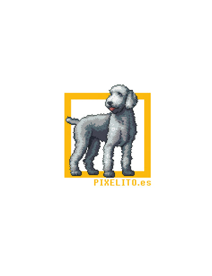 Bedlington Terrier -Azul - 021px