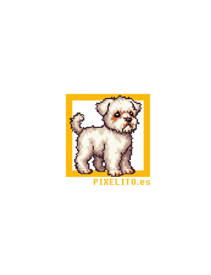 Habanero Bichón - 023px