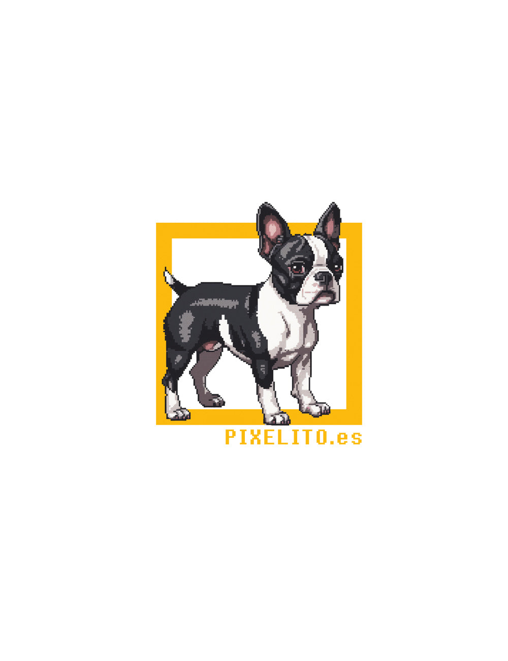 Boston Terrier - 024px